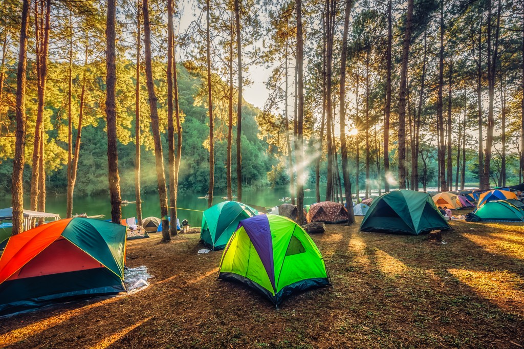 Camping in the pine forest