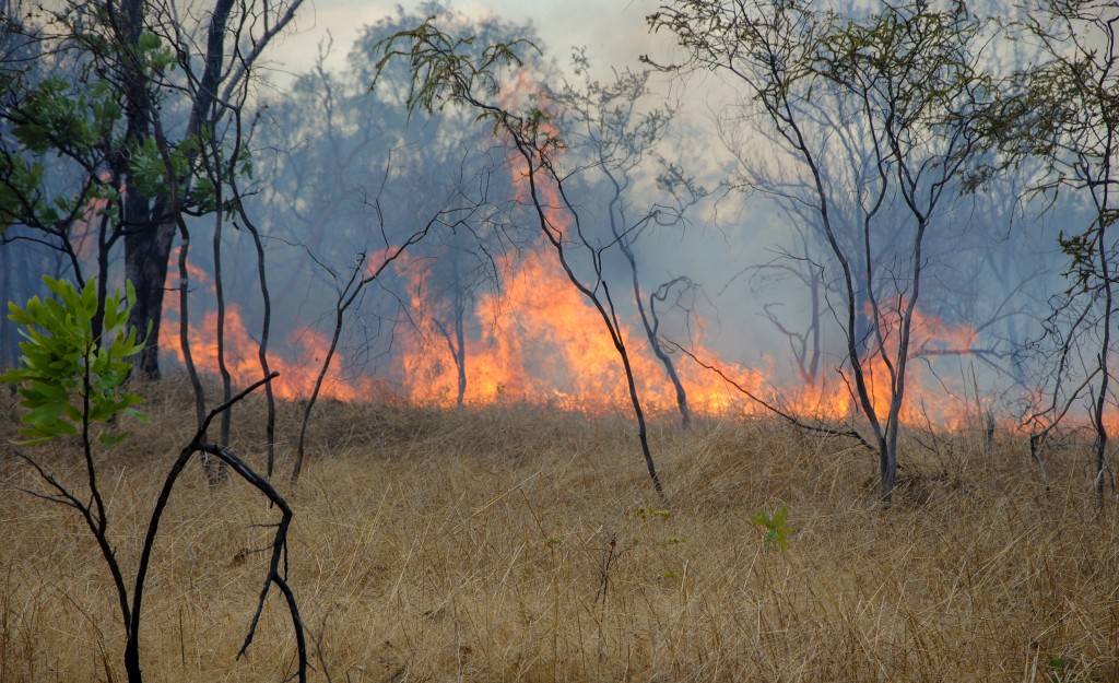 during a bushfire