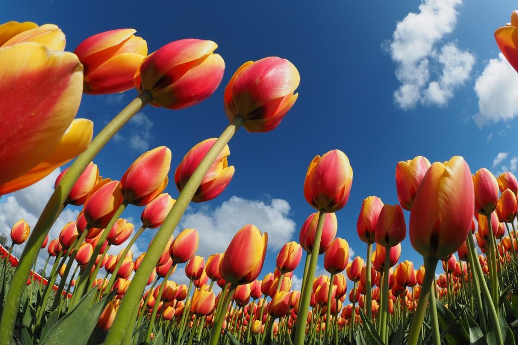 Tulips