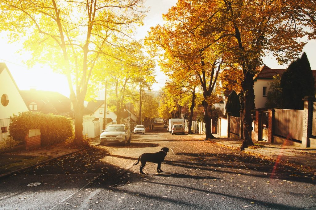 dog on a road