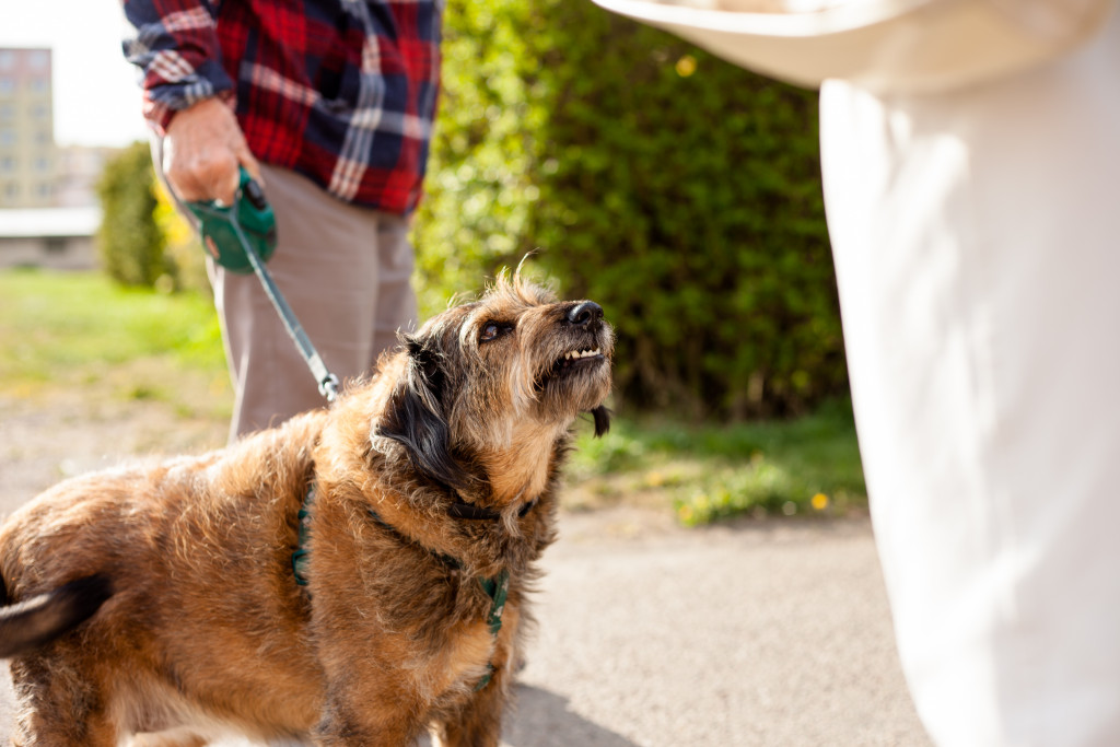 A dog walker taking a dog for a walk