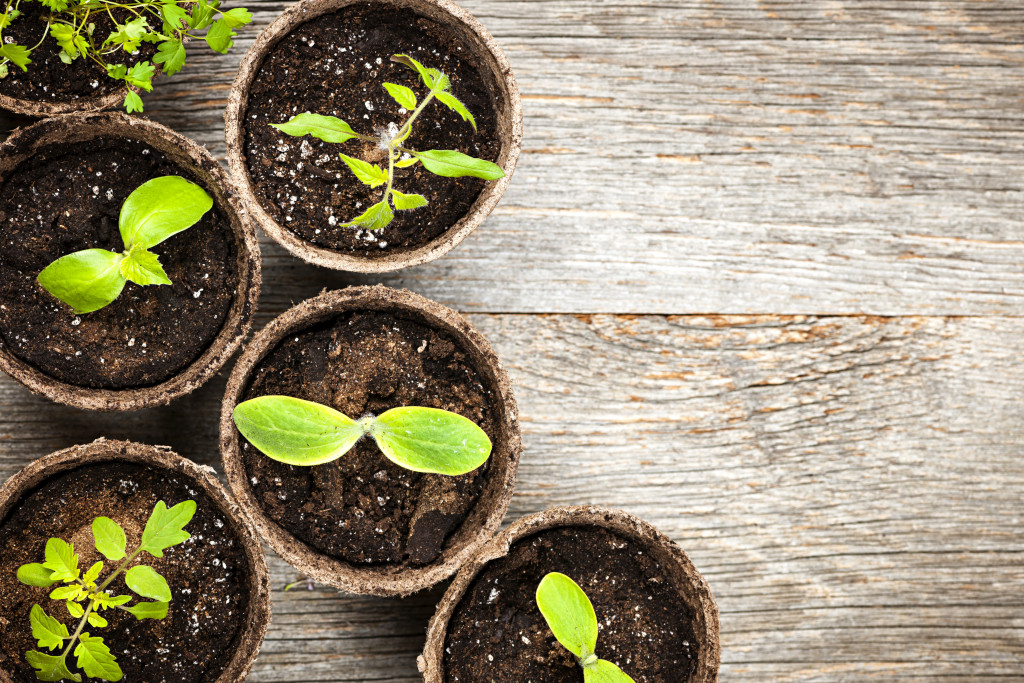 Seedlings in compostable pots