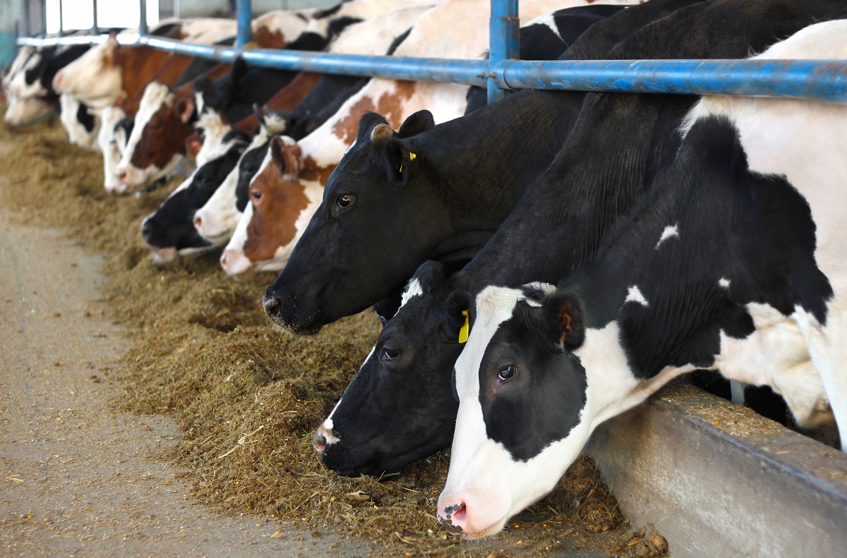 A row of cows eating in their enclosure