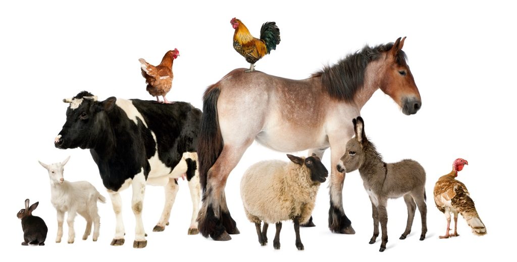 farm animals